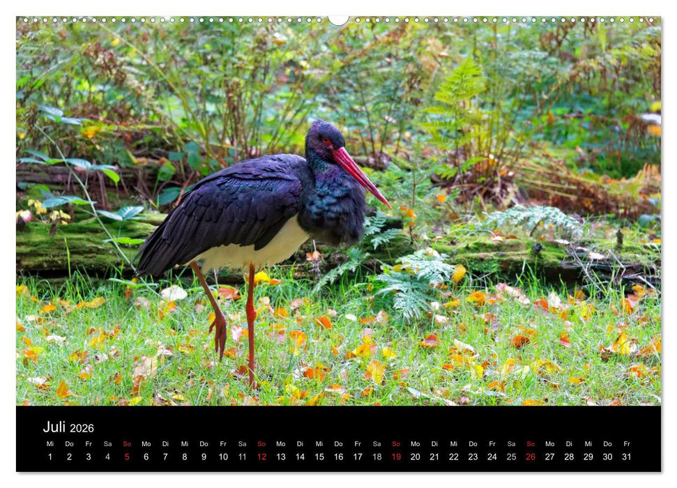 Herbst im Nationalpark Bayerischer Wald (CALVENDO Premium Wandkalender 2026)