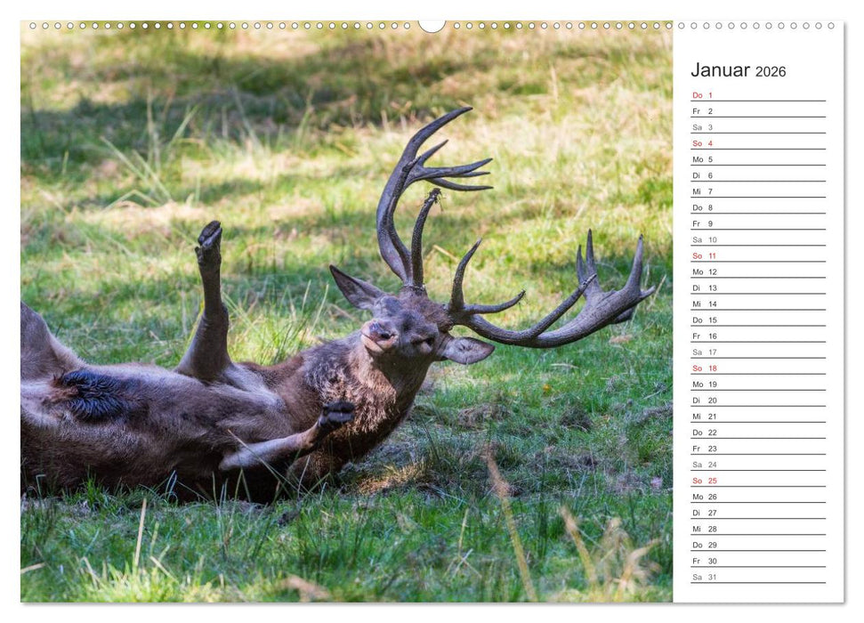 Emotionale Momente: Hirschbrunft. Part II. (CALVENDO Premium Wandkalender 2026)