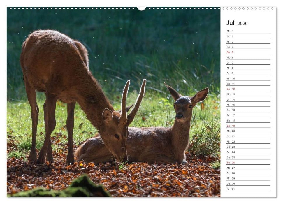Emotionale Momente: Hirschbrunft. Part II. (CALVENDO Premium Wandkalender 2026)