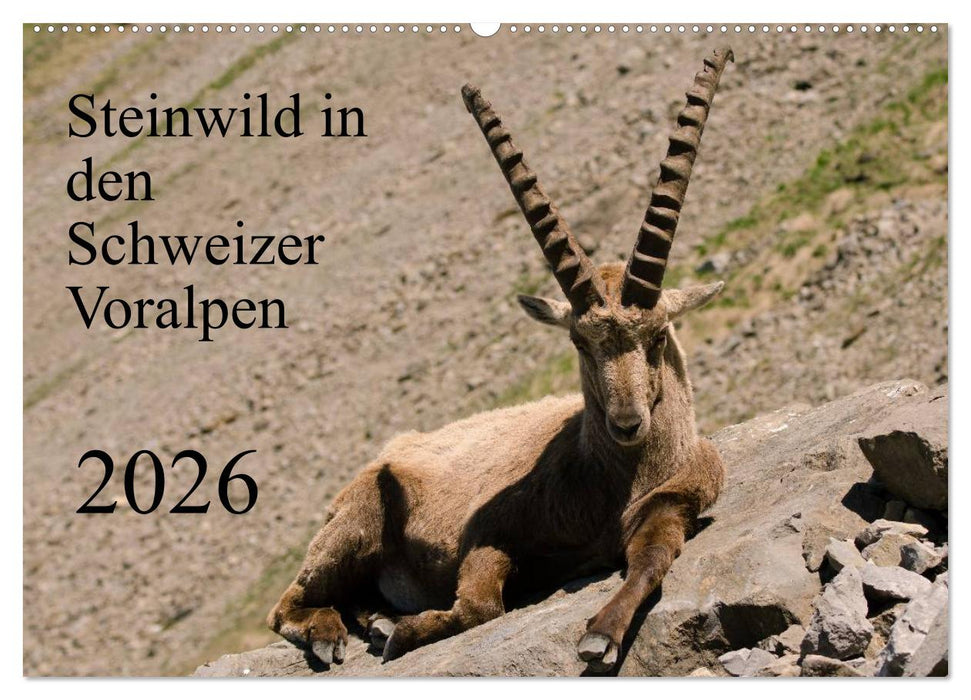 Steinwild in den Schweizer Voralpen (CALVENDO Wandkalender 2026)