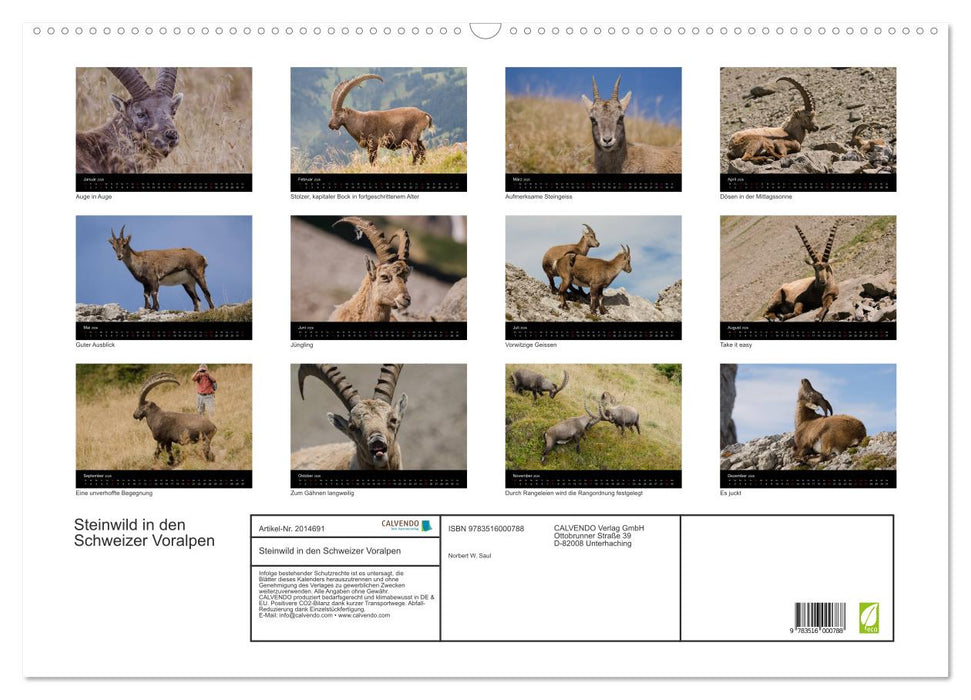 Steinwild in den Schweizer Voralpen (CALVENDO Wandkalender 2026)