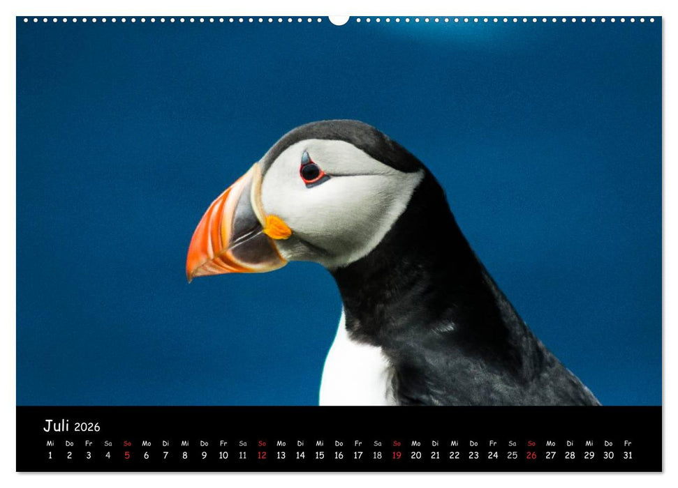 Die Papageientaucher von Mykines (CALVENDO Premium Wandkalender 2026)