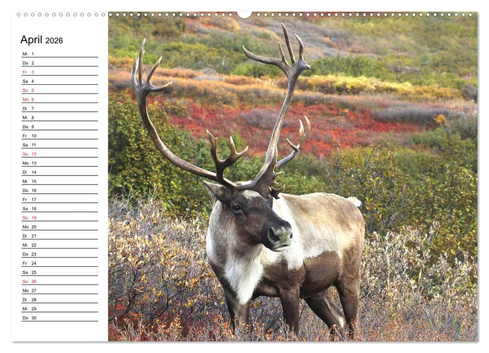 Alaska und Kanada (CALVENDO Premium Wandkalender 2026)