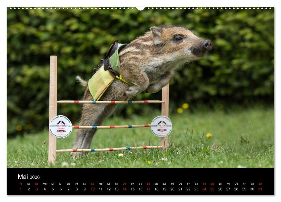 Kleine Schweinereien (CALVENDO Wandkalender 2026)