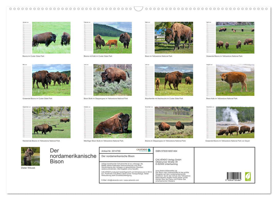 Der nordamerikanische Bison (CALVENDO Wandkalender 2026)