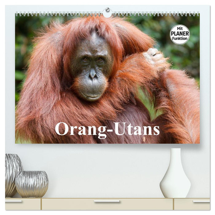 Orang-Utans (CALVENDO Premium Wandkalender 2026)