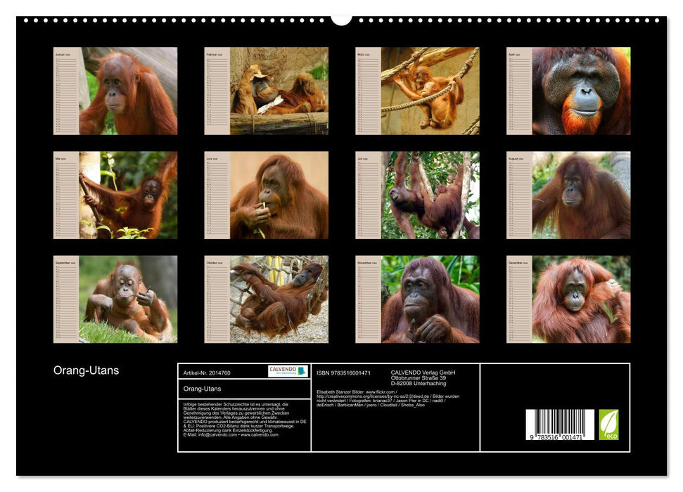 Orang-Utans (CALVENDO Premium Wandkalender 2026)