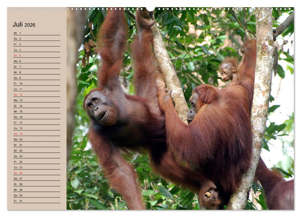 Orang-Utans (CALVENDO Premium Wandkalender 2026)