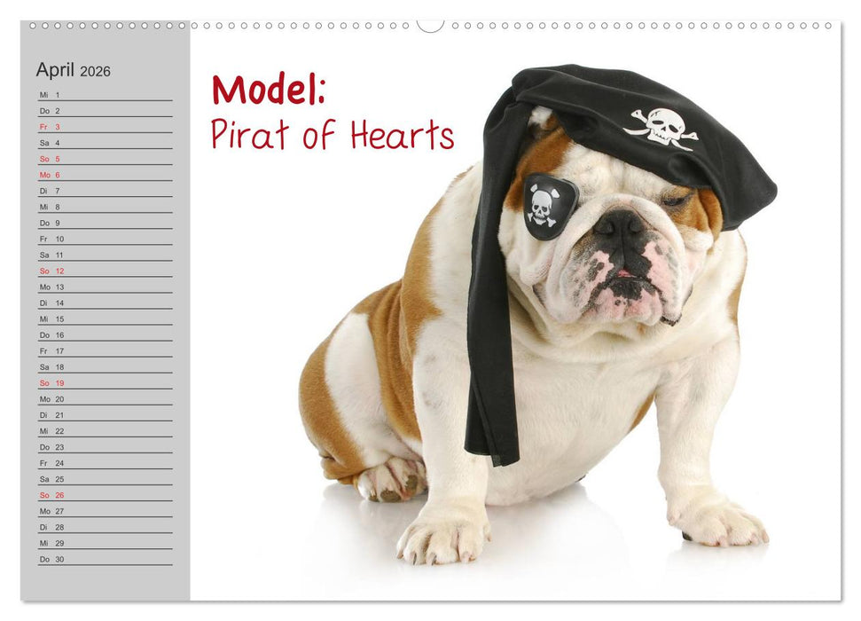 English Bulldog XXL Models (CALVENDO Premium Wandkalender 2026)