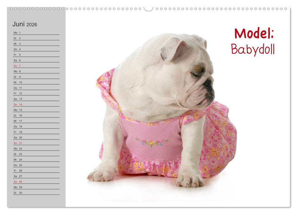 English Bulldog XXL Models (CALVENDO Premium Wandkalender 2026)