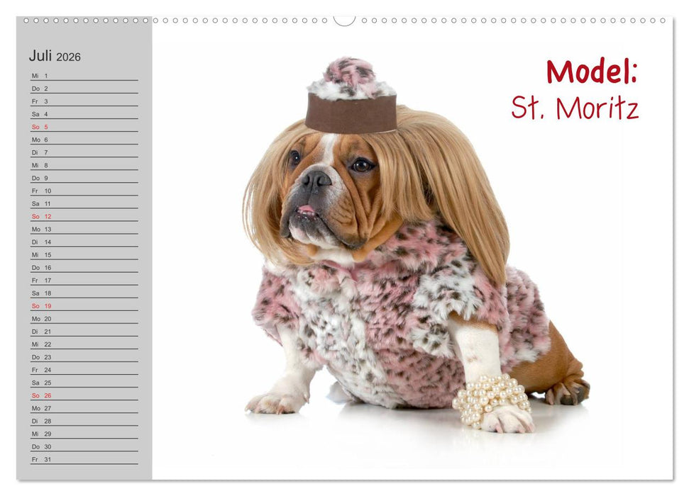 English Bulldog XXL Models (CALVENDO Premium Wandkalender 2026)
