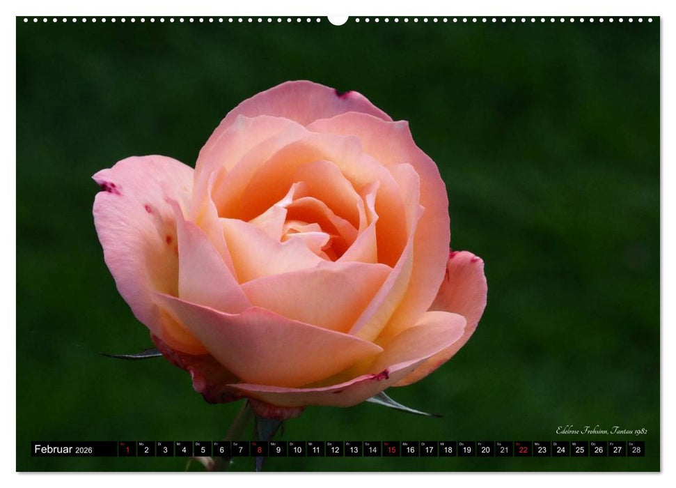 Edle Rosen (CALVENDO Premium Wandkalender 2026)