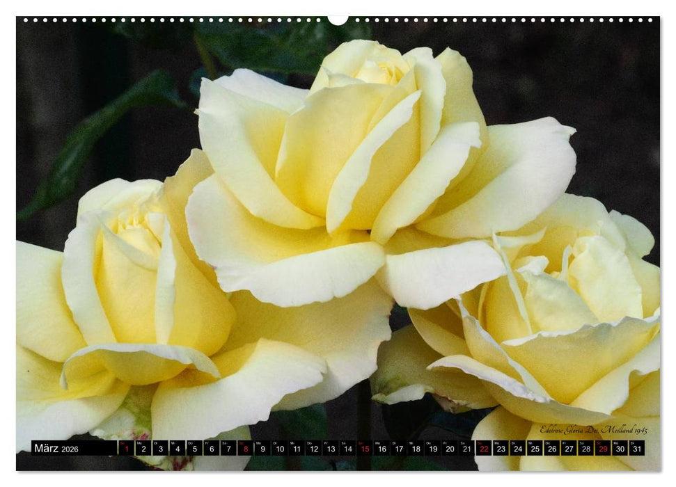Edle Rosen (CALVENDO Premium Wandkalender 2026)