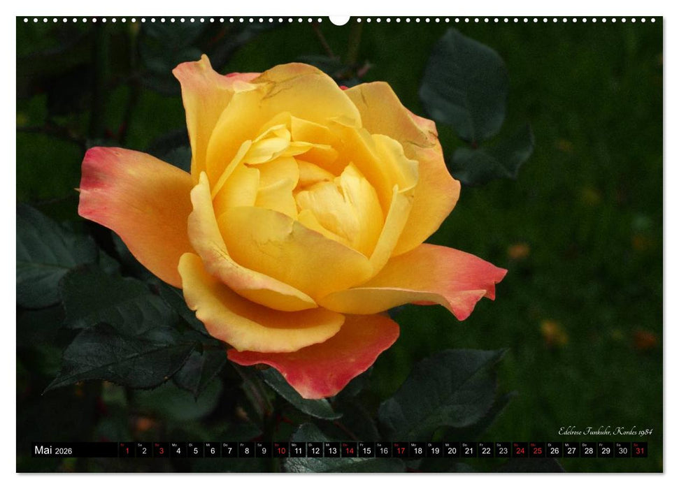 Edle Rosen (CALVENDO Premium Wandkalender 2026)