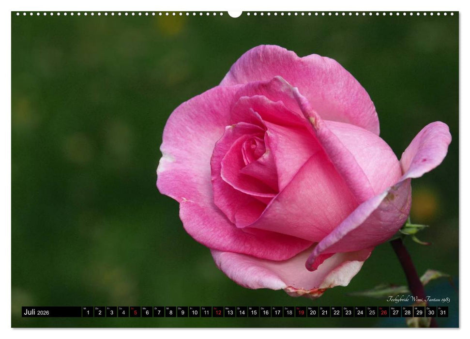 Edle Rosen (CALVENDO Premium Wandkalender 2026)