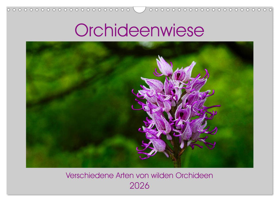 Orchideenwiese 2026 (CALVENDO Wandkalender 2026)