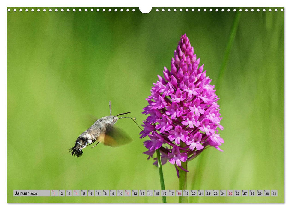 Orchideenwiese 2026 (CALVENDO Wandkalender 2026)