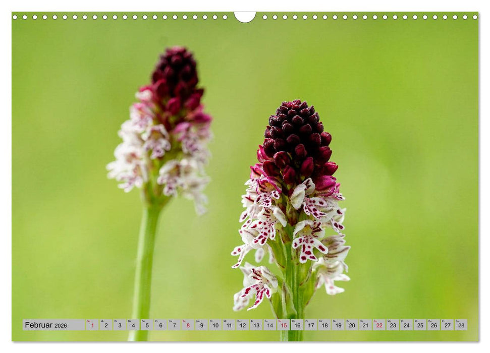 Orchideenwiese 2026 (CALVENDO Wandkalender 2026)