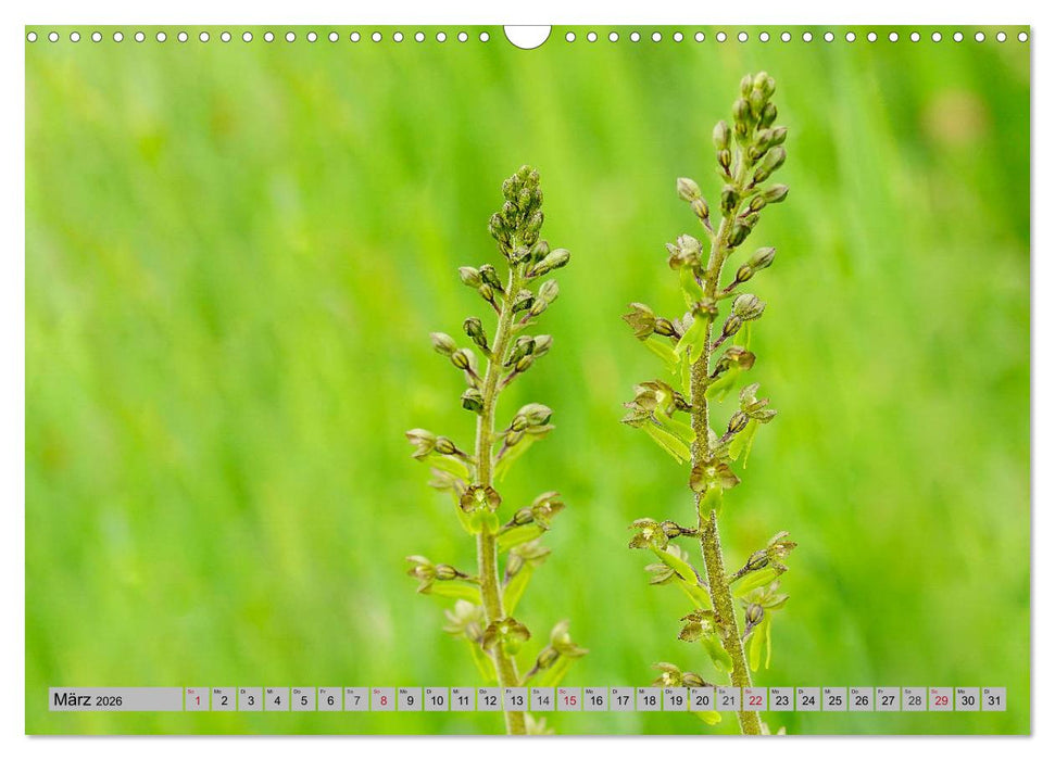 Orchideenwiese 2026 (CALVENDO Wandkalender 2026)
