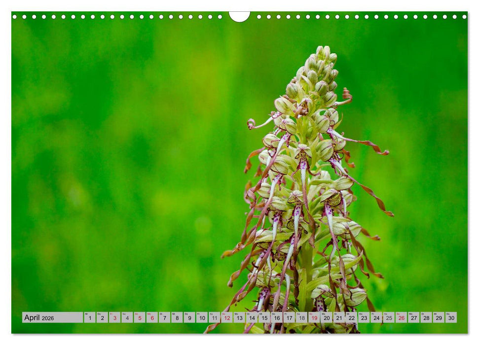 Orchideenwiese 2026 (CALVENDO Wandkalender 2026)