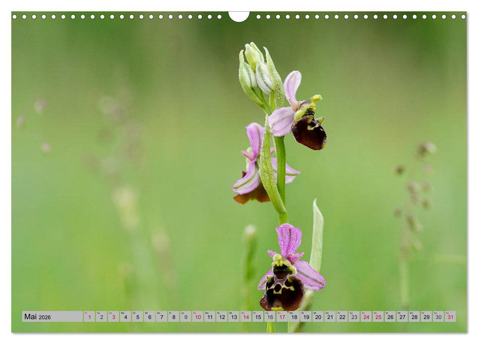 Orchideenwiese 2026 (CALVENDO Wandkalender 2026)