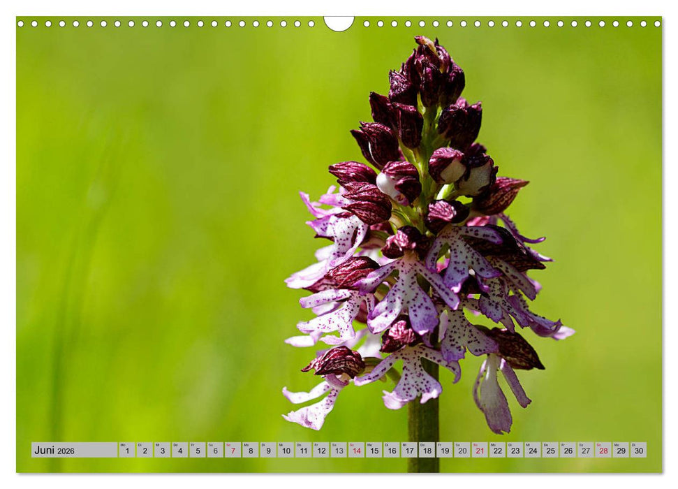 Orchideenwiese 2026 (CALVENDO Wandkalender 2026)