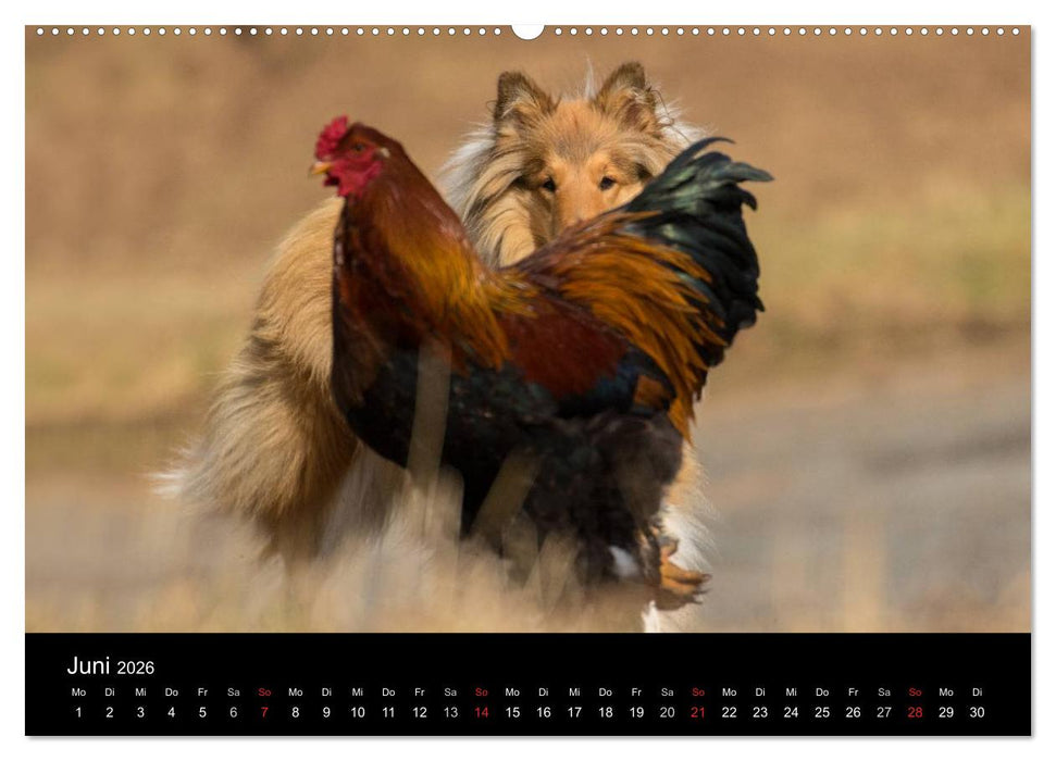 Ziva und ihre Freunde (CALVENDO Wandkalender 2026)