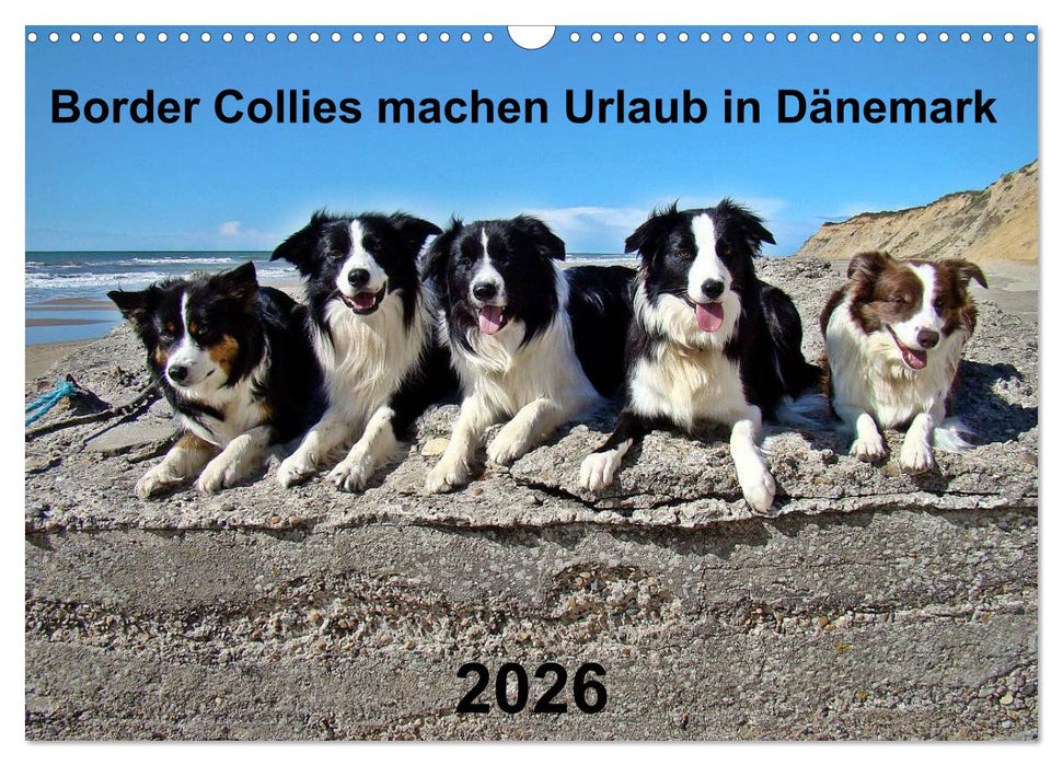 Border Collies machen Urlaub in Dänemark (CALVENDO Wandkalender 2026)