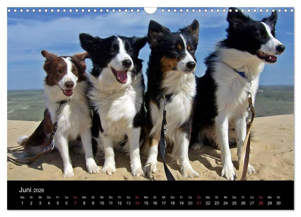 Border Collies machen Urlaub in Dänemark (CALVENDO Wandkalender 2026)