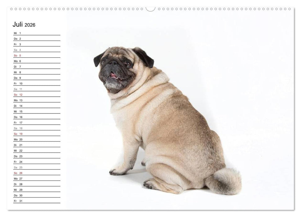 Mops - unwiderstehlich und charmant (CALVENDO Premium Wandkalender 2026)