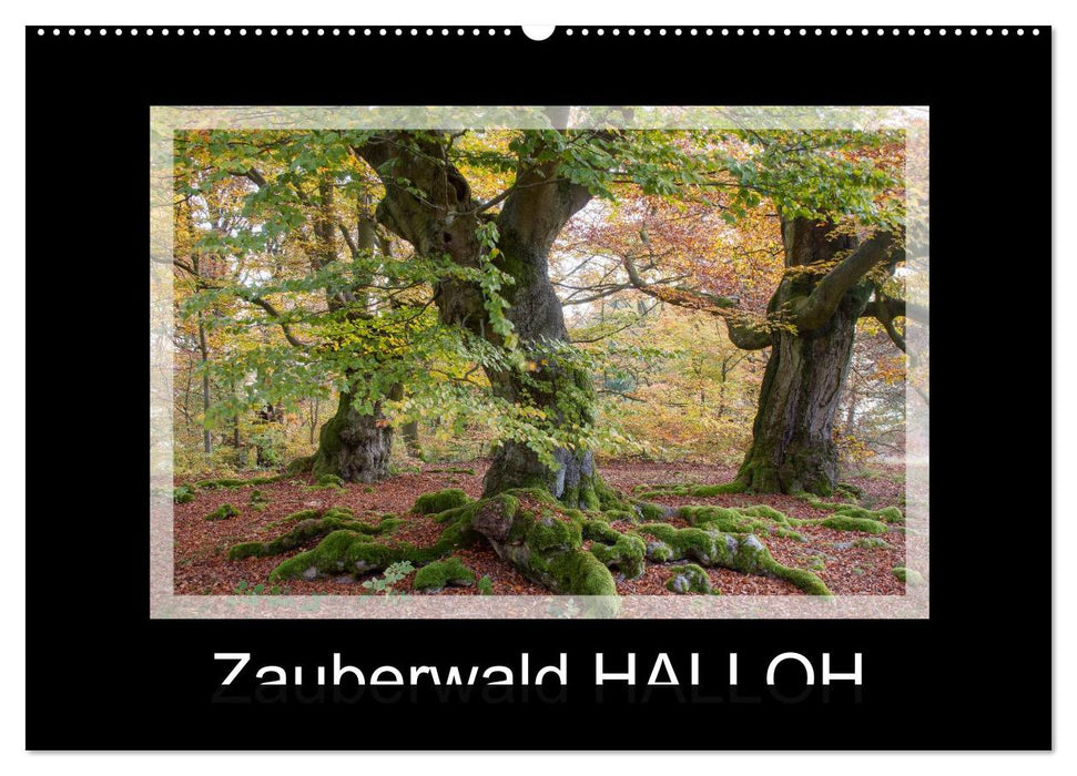 Zauberwald HALLOH (CALVENDO Wandkalender 2026)
