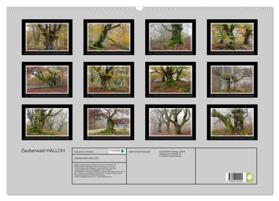 Zauberwald HALLOH (CALVENDO Wandkalender 2026)