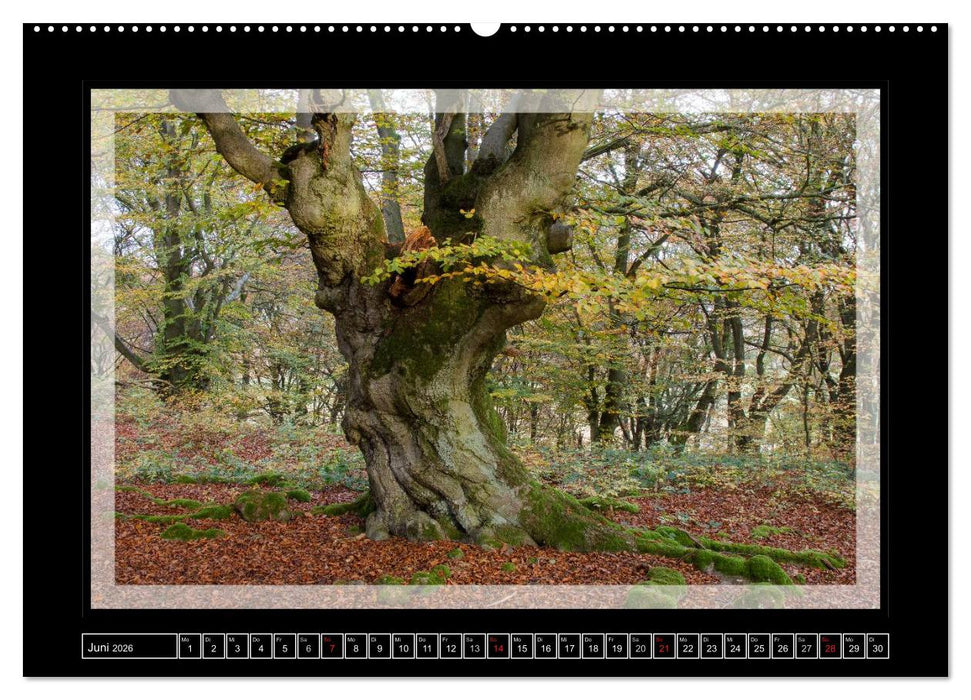 Zauberwald HALLOH (CALVENDO Wandkalender 2026)