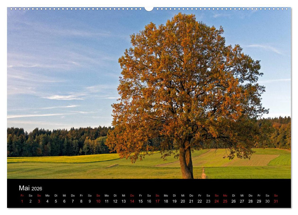 Herbst im Nationalpark Bayerischer Wald (CALVENDO Wandkalender 2026)