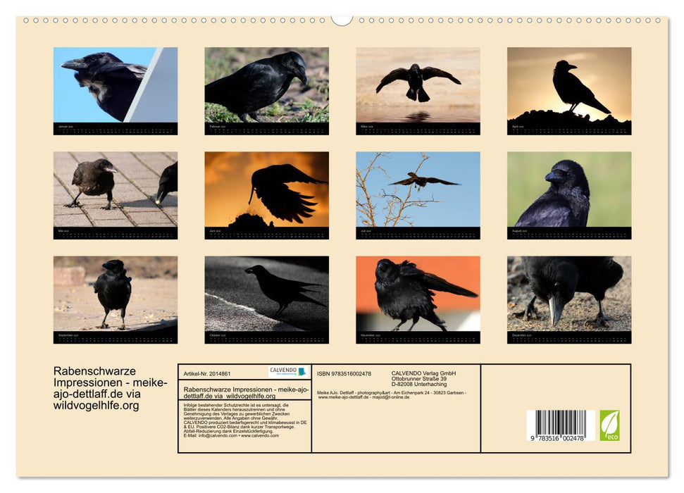 Rabenschwarze Impressionen - meike-ajo-dettlaff.de via wildvogelhlfe.org (CALVENDO Premium Wandkalender 2026)