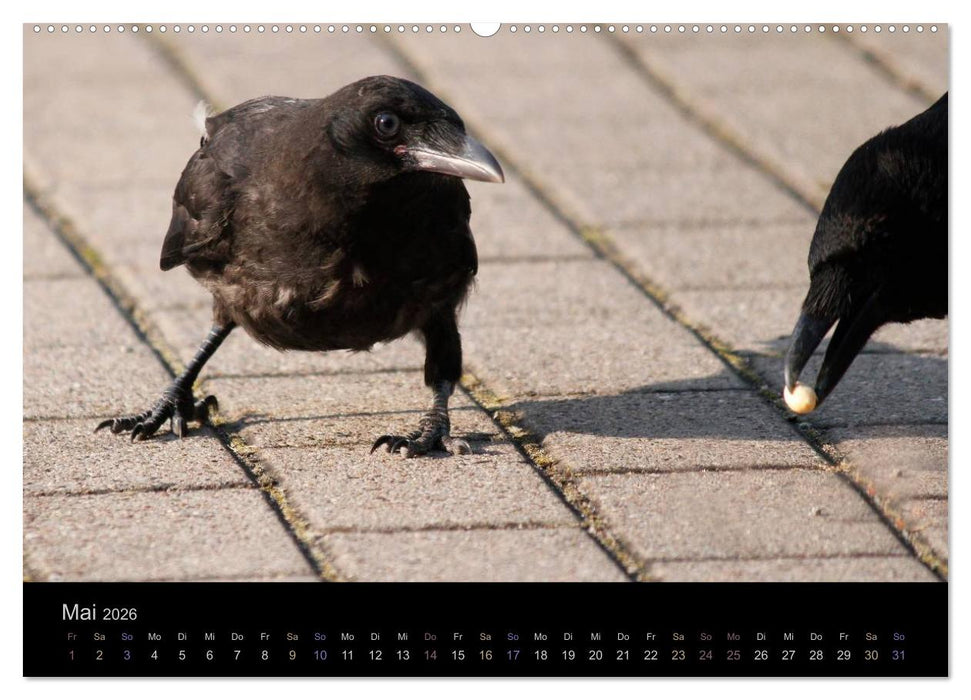 Rabenschwarze Impressionen - meike-ajo-dettlaff.de via wildvogelhlfe.org (CALVENDO Premium Wandkalender 2026)