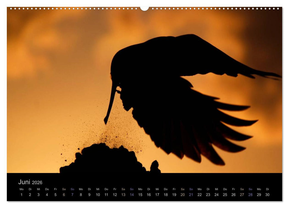 Rabenschwarze Impressionen - meike-ajo-dettlaff.de via wildvogelhlfe.org (CALVENDO Premium Wandkalender 2026)