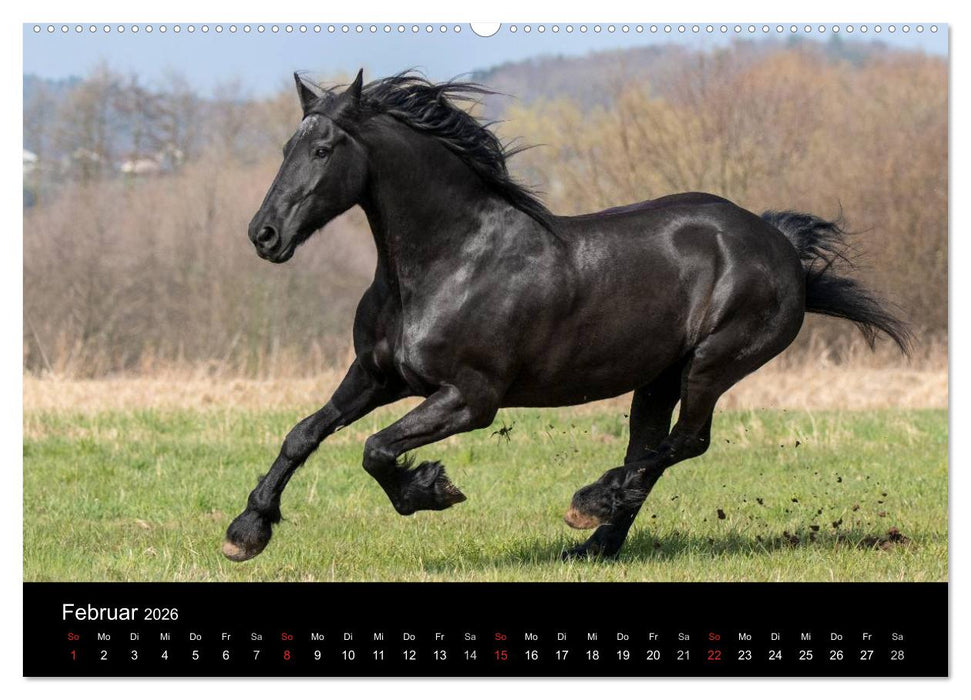 Friesen - Schönheit, Kraft und Eleganz (CALVENDO Premium Wandkalender 2026)