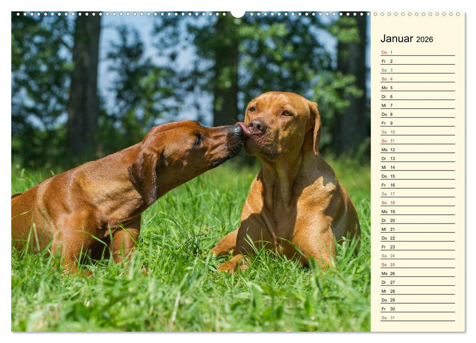 Rhodesian Ridgeback 2026 (CALVENDO Premium Wandkalender 2026)