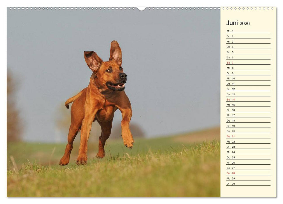 Rhodesian Ridgeback 2026 (CALVENDO Premium Wandkalender 2026)