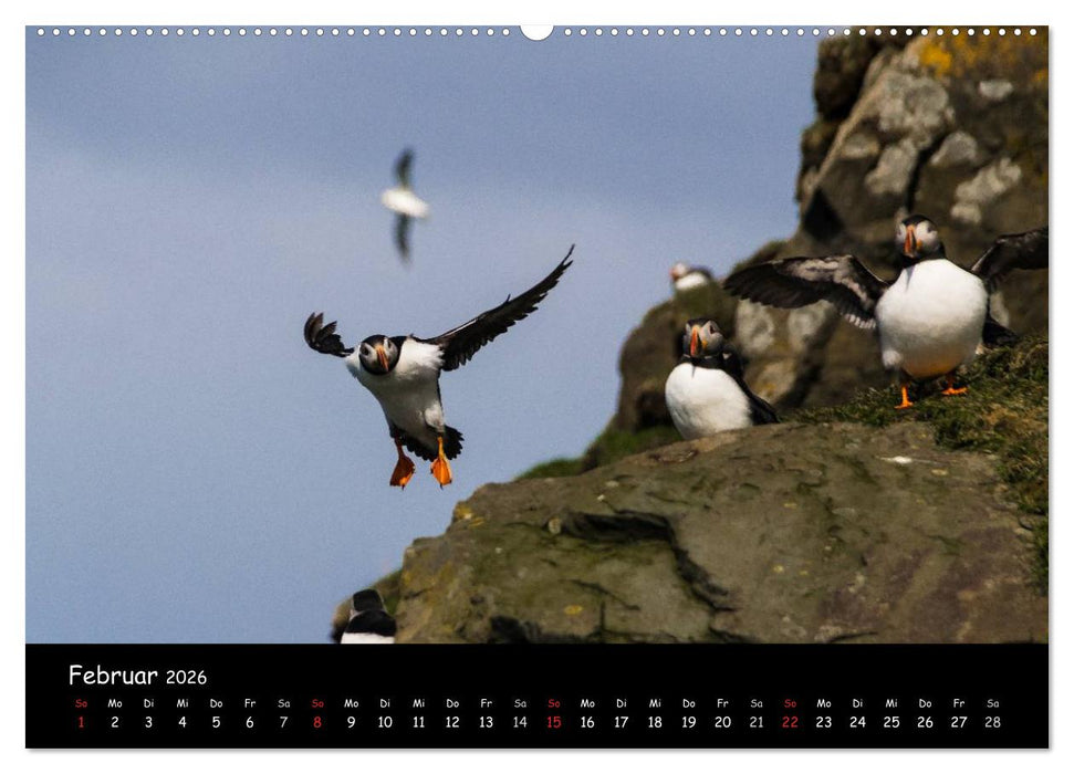 Die Papageientaucher von Mykines (CALVENDO Wandkalender 2026)