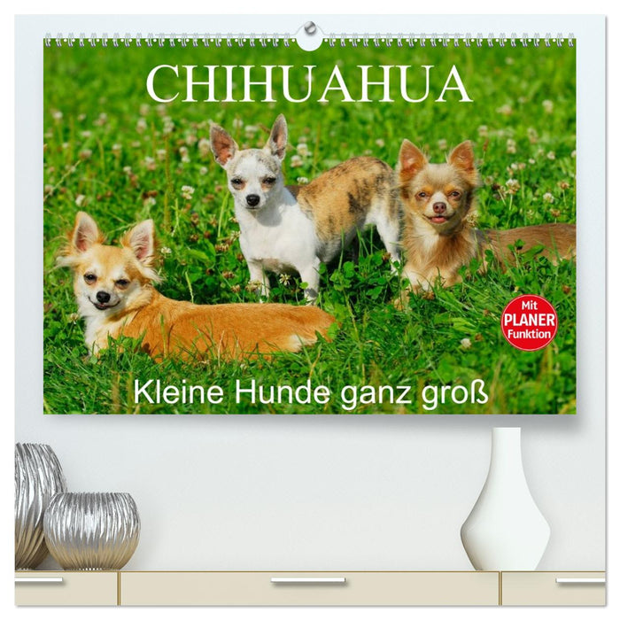 Chihuahua - Kleine Hunde ganz groß (CALVENDO Premium Wandkalender 2026)