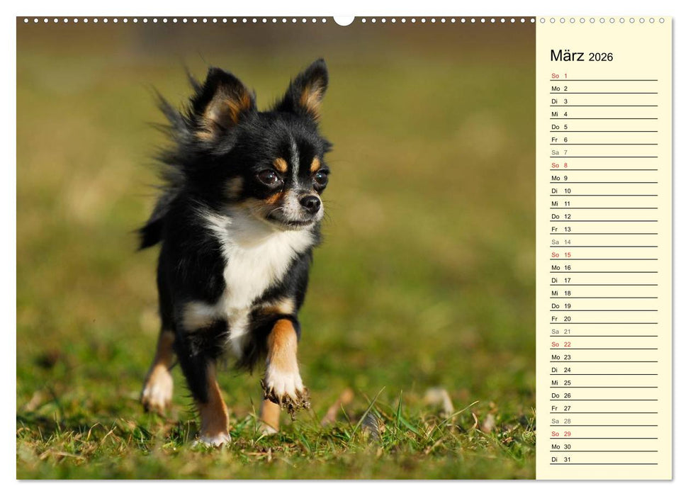 Chihuahua - Kleine Hunde ganz groß (CALVENDO Premium Wandkalender 2026)