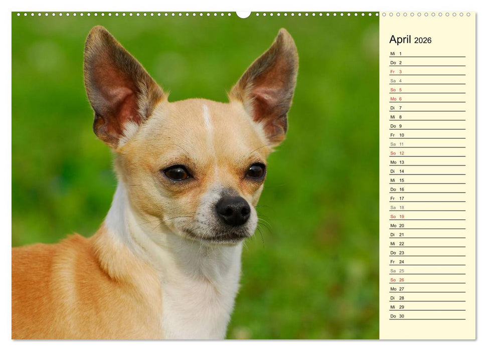 Chihuahua - Kleine Hunde ganz groß (CALVENDO Premium Wandkalender 2026)