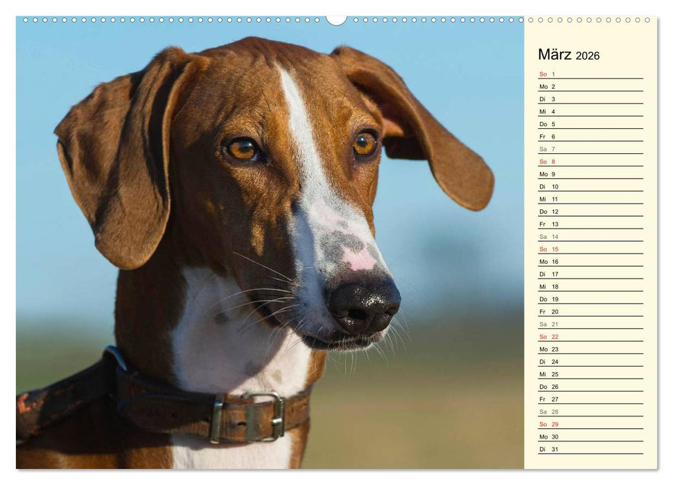 Windhund der Wüste - Der Azawakh (CALVENDO Premium Wandkalender 2026)