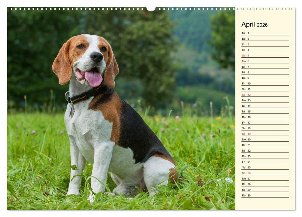 Beagle - Herz auf 4 Pfoten (CALVENDO Premium Wandkalender 2026)