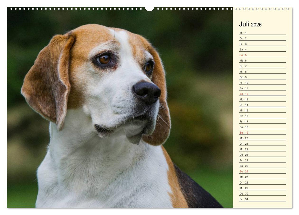 Beagle - Herz auf 4 Pfoten (CALVENDO Premium Wandkalender 2026)