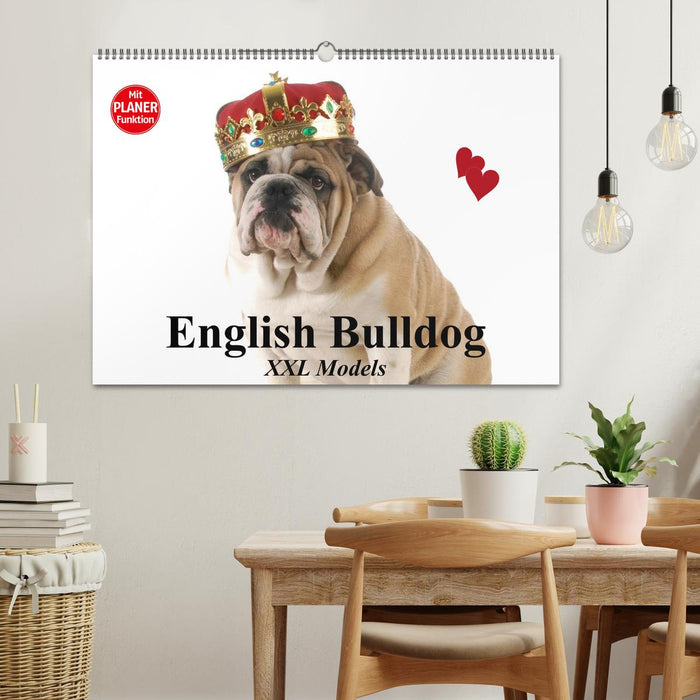 English Bulldog XXL Models (CALVENDO Wandkalender 2026)