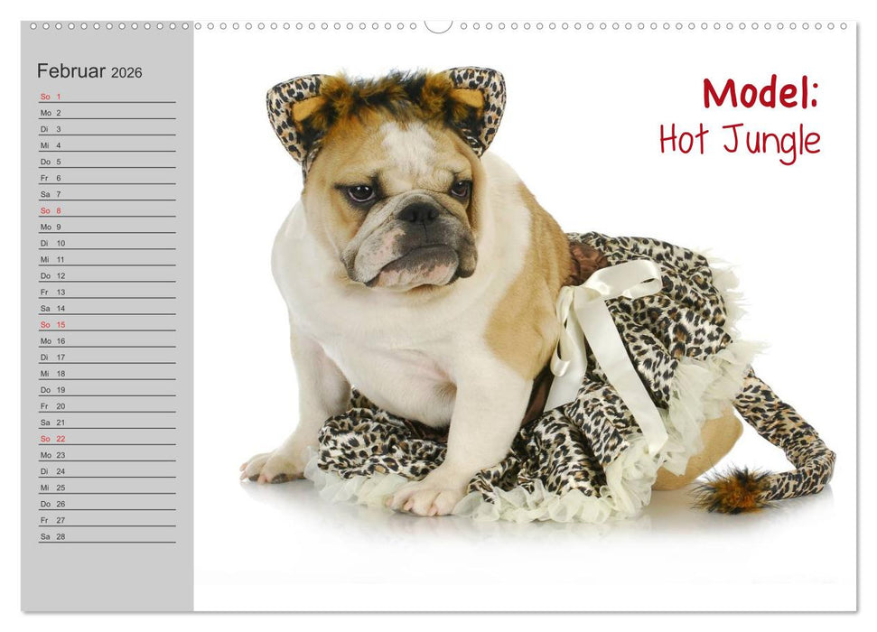 English Bulldog XXL Models (CALVENDO Wandkalender 2026)