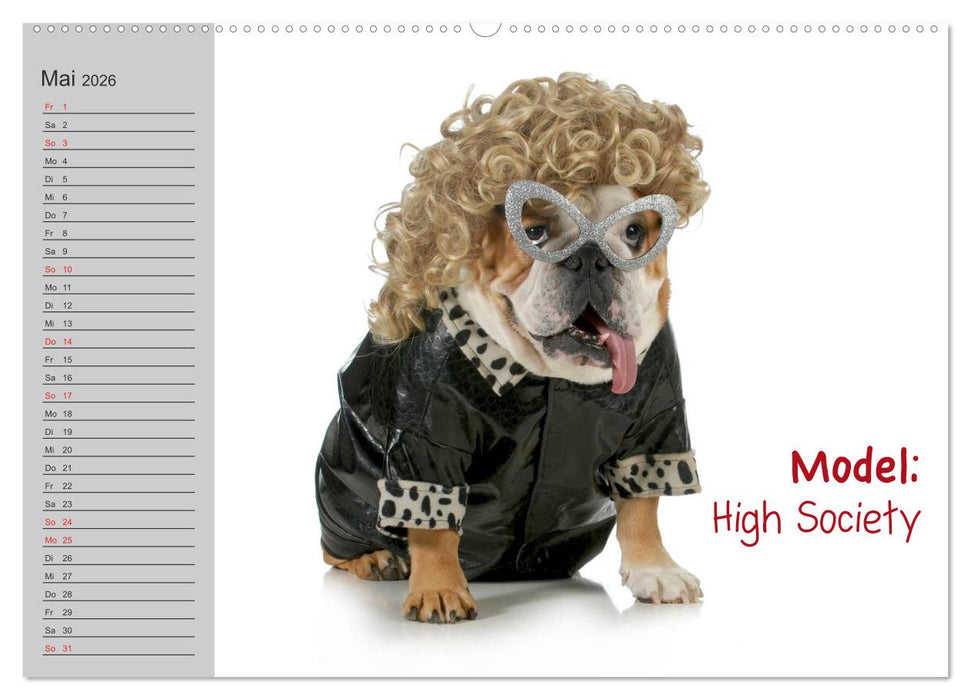 English Bulldog XXL Models (CALVENDO Wandkalender 2026)